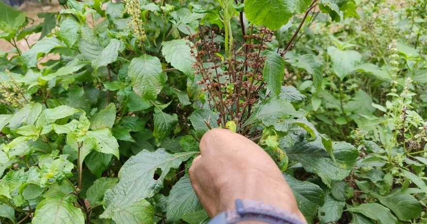 If you have this leaf in your house, you will never see any mosquitos and worry about cough, indigestion problems, heart disease, etc