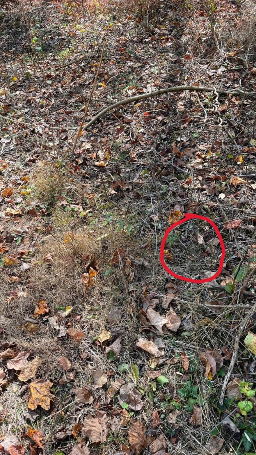 Find the snake hidden in the forest