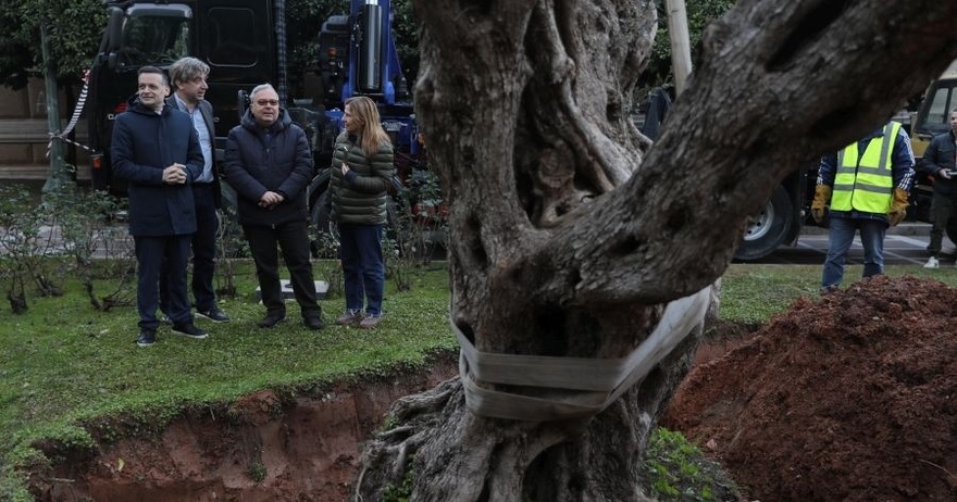 Ελιά 700 ετών φύτεψε ο Χ. Δούκας στον περίβολο της Παλαιάς Βουλής