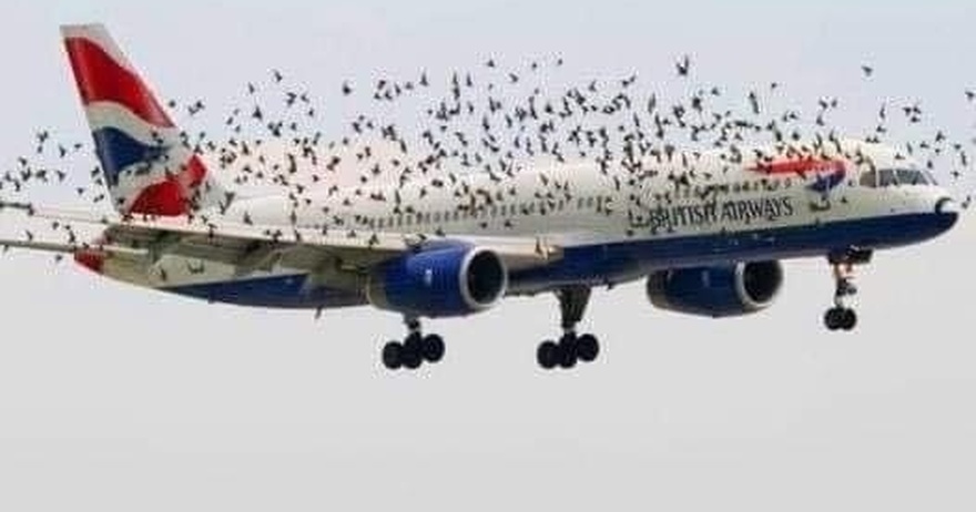 The pilot’s emotional reaction when he discovered why birds were flying alongside the plane