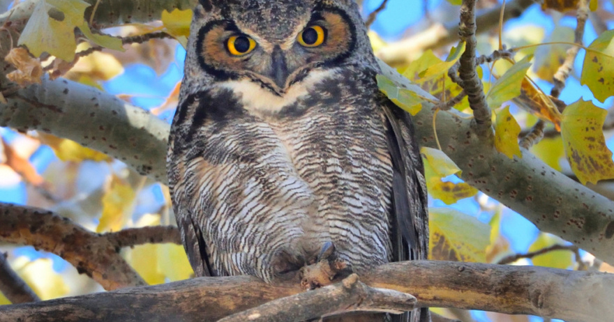 Do you know what it means to see an OWL at night hovering around your house?