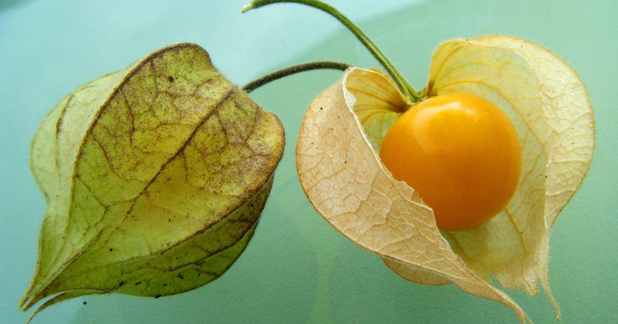 10 Amazing Benefits of Goldenberry (Uchuva): Discover the Nutritional Power of this Superfruit